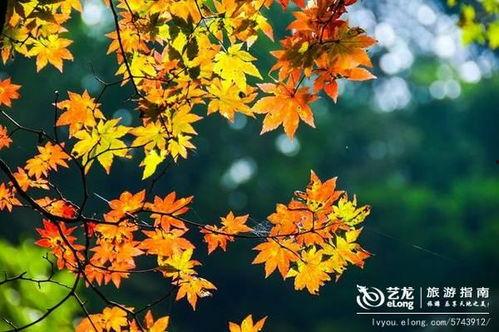 枫丹植物爆料最新消息,神秘植物家族即将亮相,探索未知生态奇观